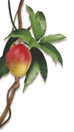 Klorane Olio Al Mango Capelli Secchi 100ml -KloraneShop klorane olio al mango capelli secchi 100ml 3 1637842735