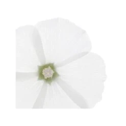 Phyto Delicato Balsamo Ad Uso Frequente Per Tutti I Tipi Di Capelli 175ml -KloraneShop phyto douceur balsamo 175ml 985980313 1 3 1679673428