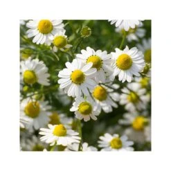 Rausch Balsamo Trattante Alle Erbe Svizzere 200ml -KloraneShop rausch balsamo trattante alle erbe svizzere 200ml 4 1663684631