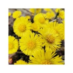 Rausch Lozione Antiforfora Alla Tussilaggine 200ml 8 Rausch Lozione Antiforfora Alla Tussilaggine 200ml -KloraneShop rausch lozione antiforfora alla tussilaggine 200ml 3 1663853839