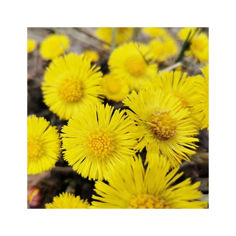 Rausch Lozione Antiforfora Alla Tussilaggine 200ml 5 Rausch Lozione Antiforfora Alla Tussilaggine 200ml - immagine 3