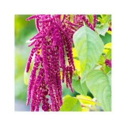 Rausch Shampoo Riparatore Alla Camomilla E All'amaranto 200ml -KloraneShop rausch shampoo riparatore alla camomilla e all amaranto 200ml 4 1663688227