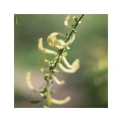 Rausch Shampoo Speciale Alla Corteccia Di Salice 200ml -KloraneShop rausch shampoo speciale alla corteccia di salice 200ml 4 1663856222