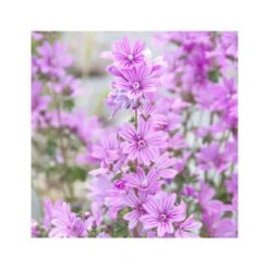 Rausch Shampoo Volumizzante Alla Malva Extra Delicato 200ml 8 Rausch Shampoo Volumizzante Alla Malva Extra Delicato 200ml -KloraneShop rausch shampoo volumizzante alla malva extra delicato 200ml 3 1663689463